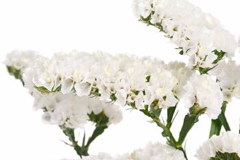 Limonium Wings® Harmony Wings