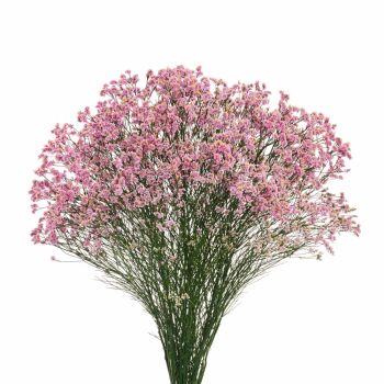 Limonium Diamond Naomi Diamond