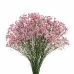 Limonium Diamond Naomi Diamond