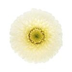 Gerbera Pomponi® Mini Angelo