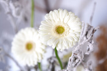 Gerbera Standard Tuxedo