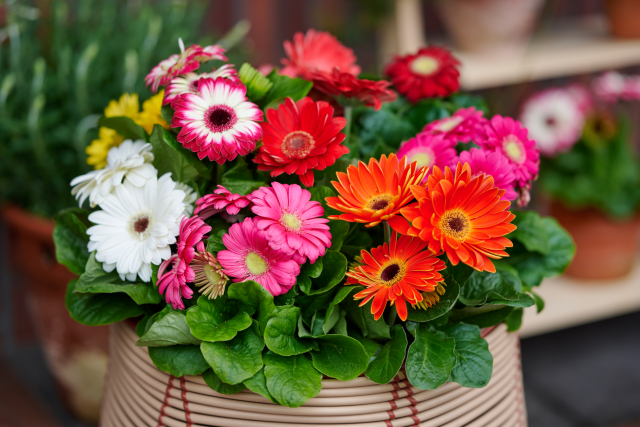 Gerbera Melodiva® en maceta